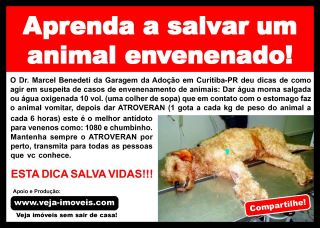 COMO SALVAR UM ANIMAL ENVENENADO