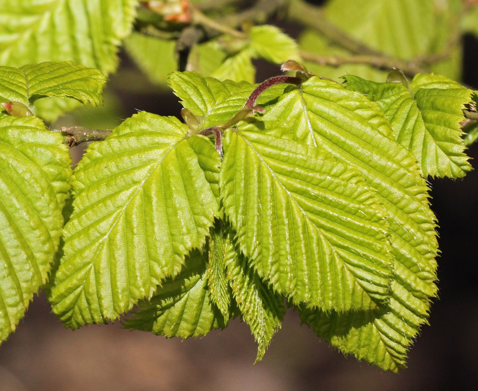 Trees from the Hadlow Tree Warden April young Hornbeam leaves