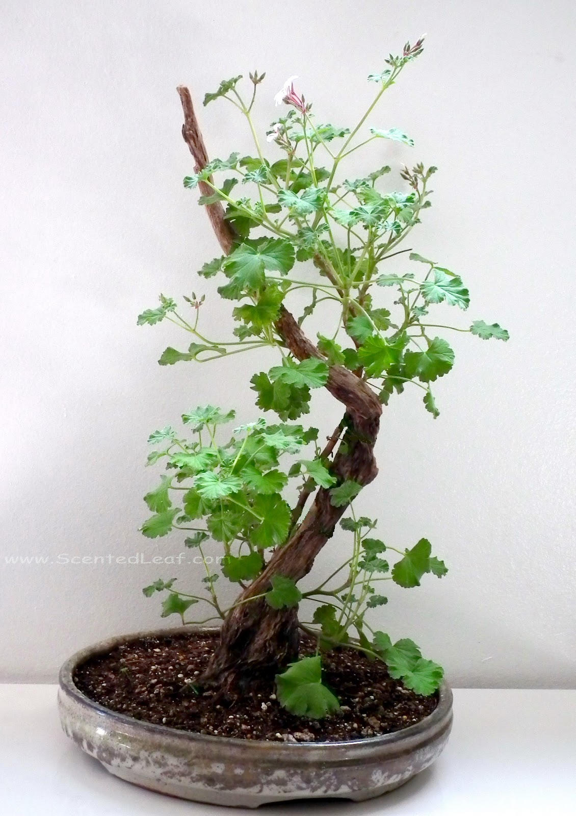 Scented Leaf Pelargoniums x Fragrans