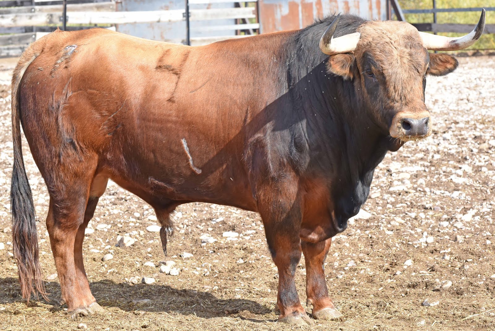 toroenelcampo reses para beas de segura