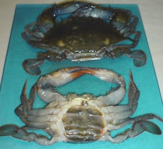 crab soft shell nipi fun crabs htet hein aung trading ltd