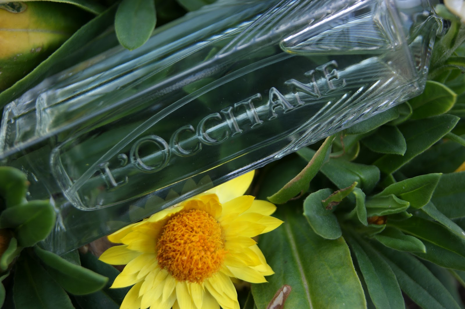 L'Occitane Eau Captivante Cologne Review The Sunday Girl