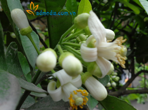 hương hoa bưởi hương hoa bưởi