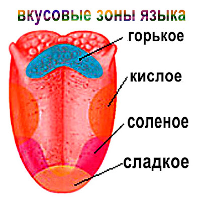 Язык схема вкусовых рецепторов Язык схема вкусовых рецепторов