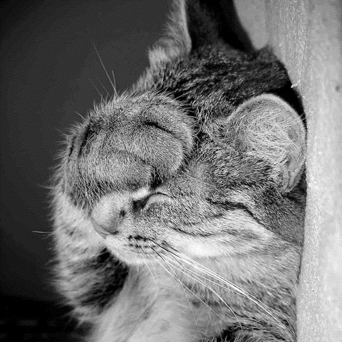 facepalm%20cat.jpg