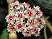 hoya caudata 'Sumatra'