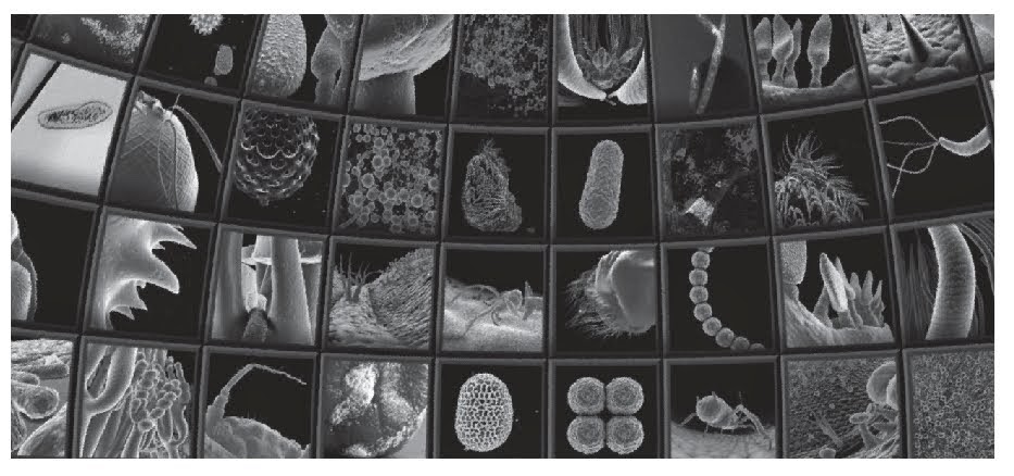 Biodiversidad - Nanocam