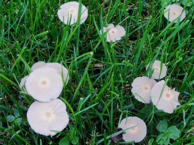 Saying Yes mystery shrooms