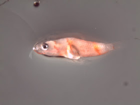 gobiidae reef fish larval fish