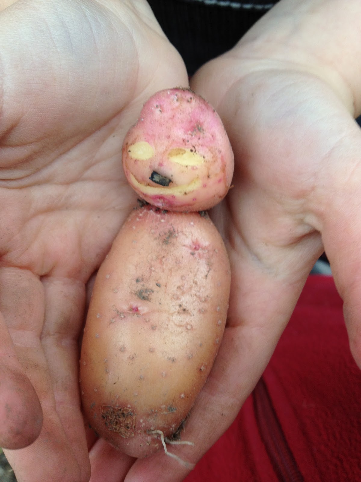 Provenance Growers: Seed potatoes