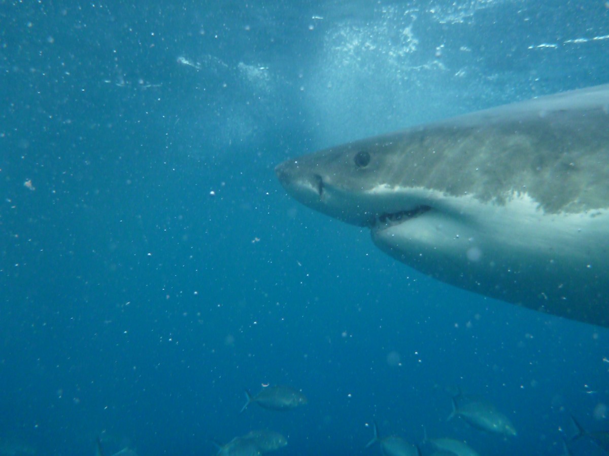 rencontre avec un requin blanc