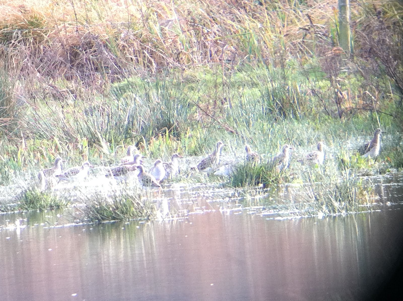 Ruff @Thorpe Marshes