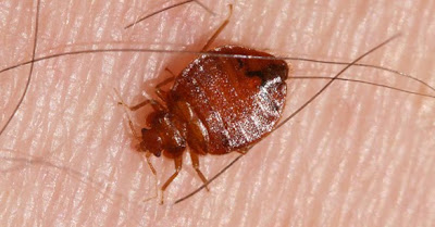 bed bug picture