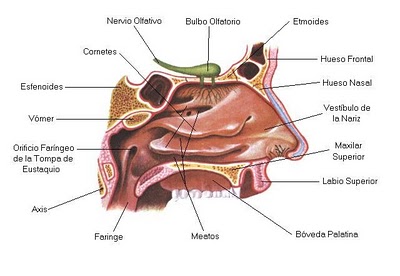 DIBUJOS DE LA NARIZ