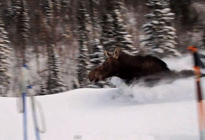 Trapped Moose Runs Past Skiers In Chest Deep Snow | This is Impressive! Trapped Moose Runs Past Skiers In Chest Deep Snow | This is Impressive!