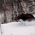 Trapped Moose Runs Past Skiers In Chest Deep Snow | This is Impressive!
