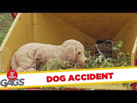 Perro en la trituradora - Broma Perro en la trituradora - Broma