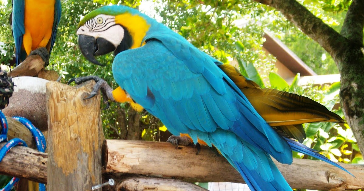 ZooZooReview: Best 100 Animals We Have Seen In Zoos (100-91)