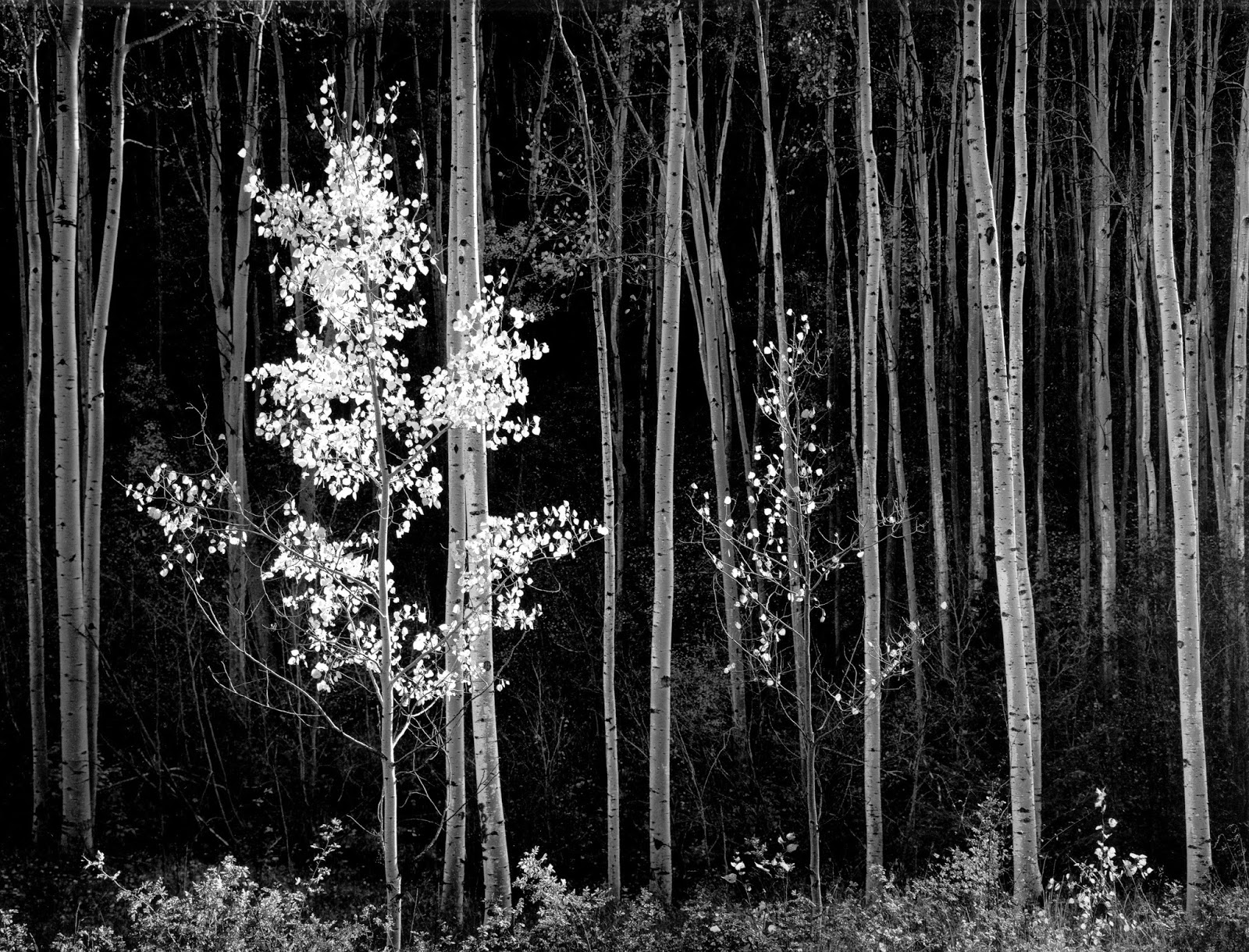 1958. Aspens, New Mexico. Ansel Adams 1958. Aspens, New Mexico. Ansel Adams
