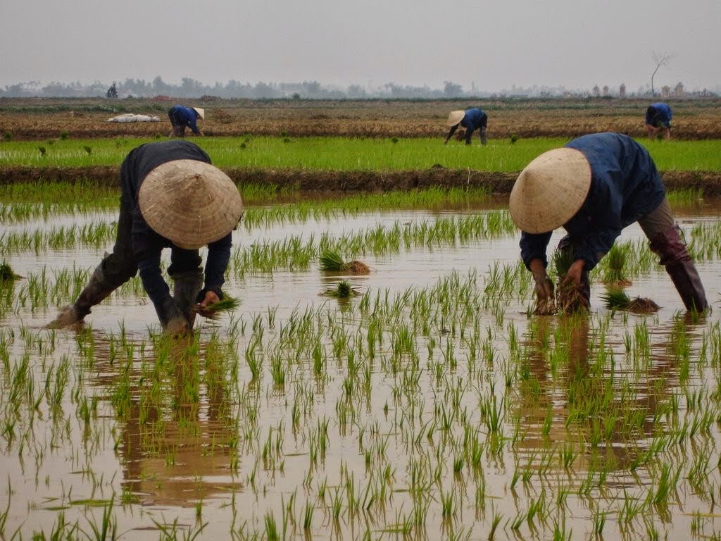 rice in vietnam Vietnam rice, vietnam rice suppliers and manufacturers directory - source a large selection of rice products at rice milling machine ,rice cookers ,basmati. rice in vietnam Vietnam rice, vietnam rice suppliers and manufacturers directory - source a large selection of rice products at rice milling machine ,rice cookers ,basmati.