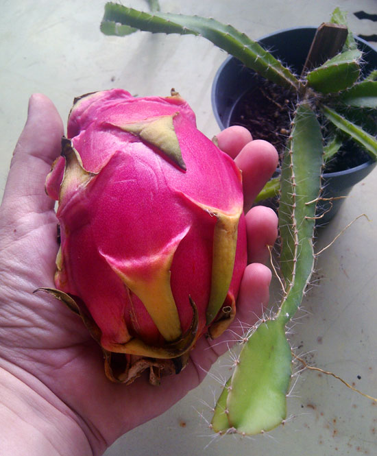 The Rainforest Garden: Grow your own Thai Food: 30 ...