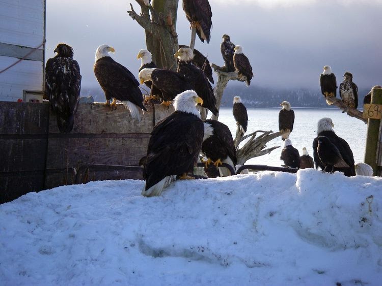 WRLTHD: Poisoned Bald eagles in Wisconsin: ready for release