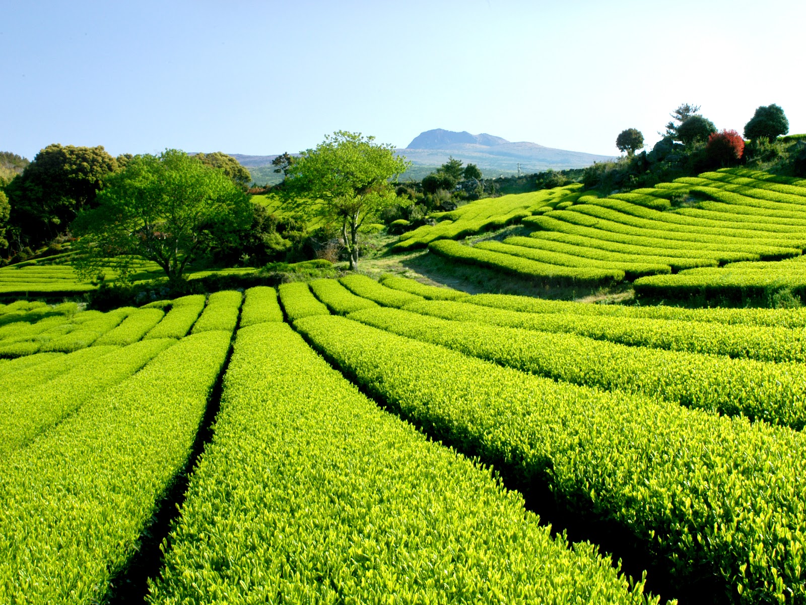 Korea Green Tea Green tea farm in Jeju island