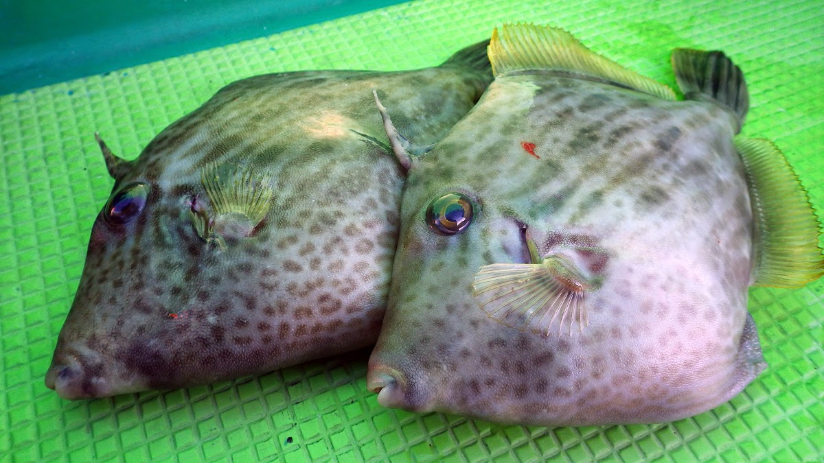 カワハギ 東京湾 吉野屋 カワハギ 東京湾 吉野屋