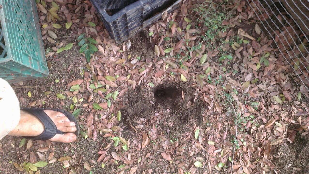 A Farmboy stuck in the city Fox Farm Riverside CA Pocket Gopher