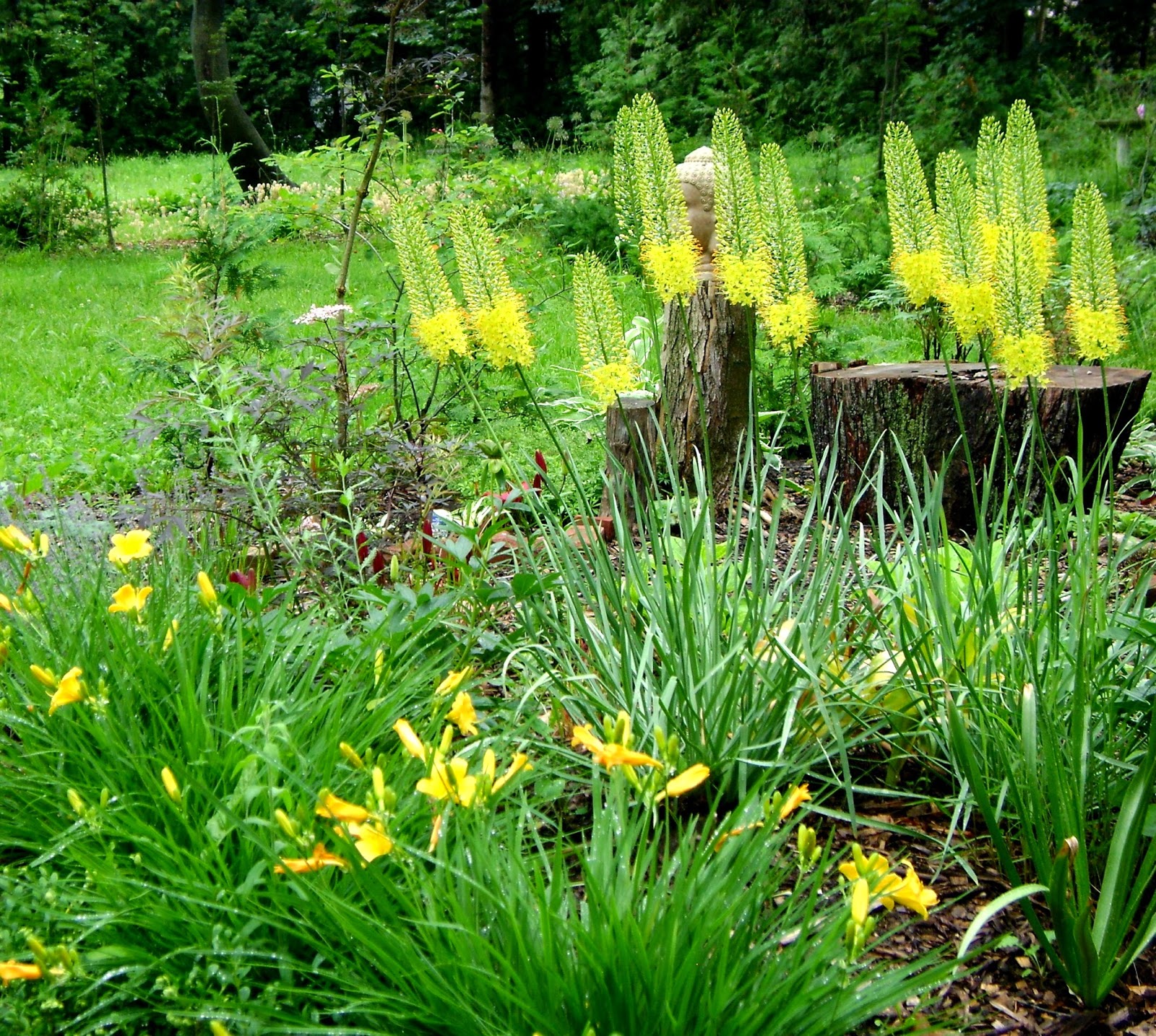 PlantWerkz NarrowLeaved Foxtail Lily Eremurus Stenophyllus