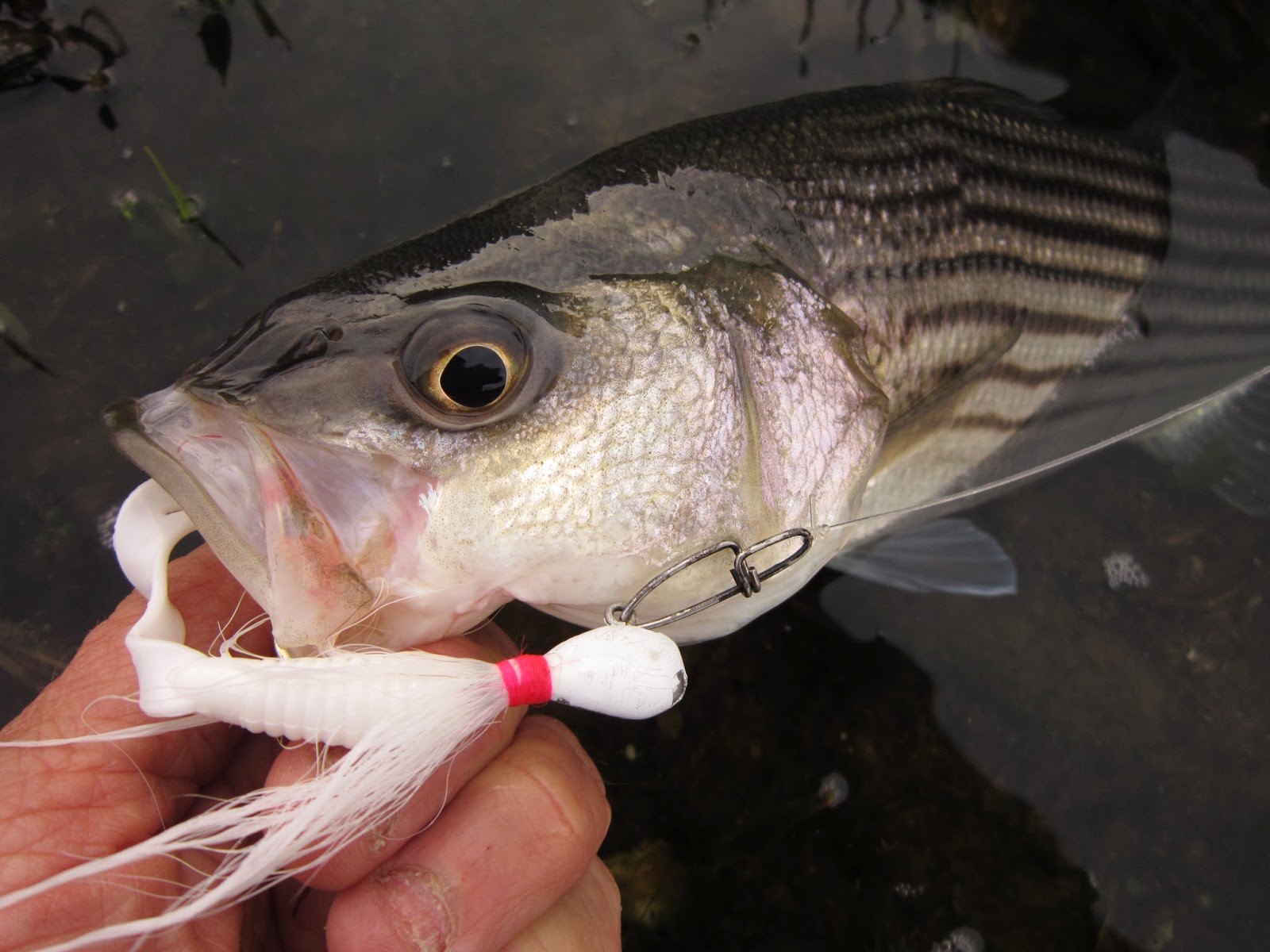Rhode Island Striped Bass Three Hot Lures for the Bay
