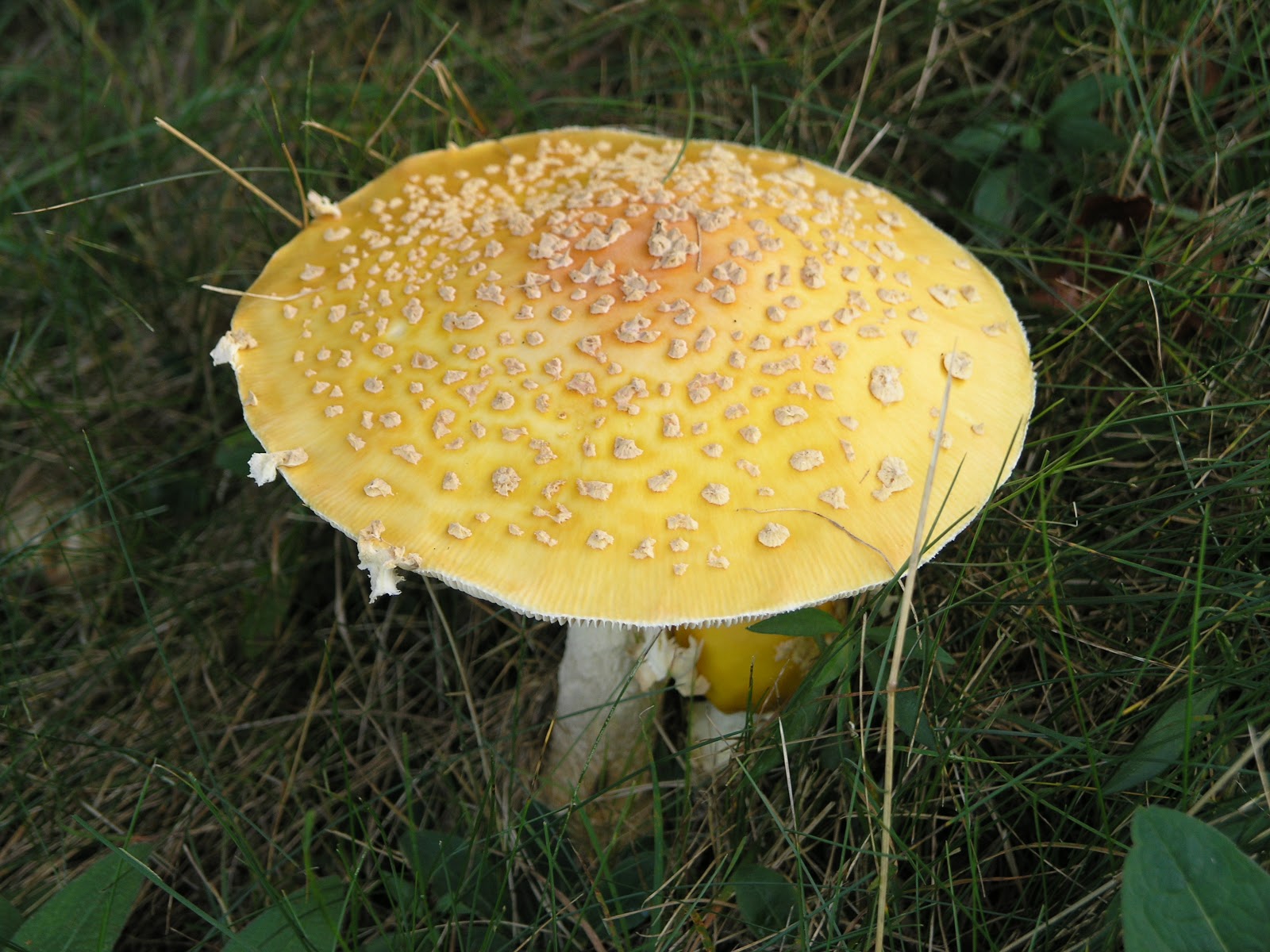 Retire from the usual in Liverpool, Nova Scotia Mushrooms