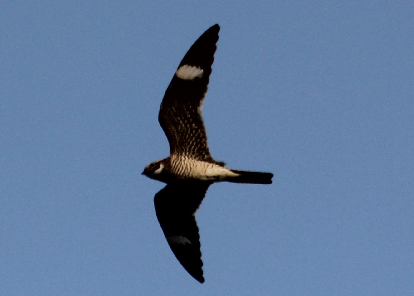 PragerBirds Today's Bird Common Nighthawk