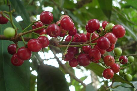 buah salam