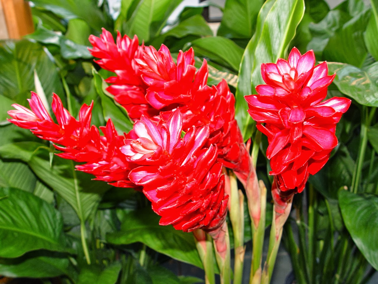 Flower Homes Ginger Flowers