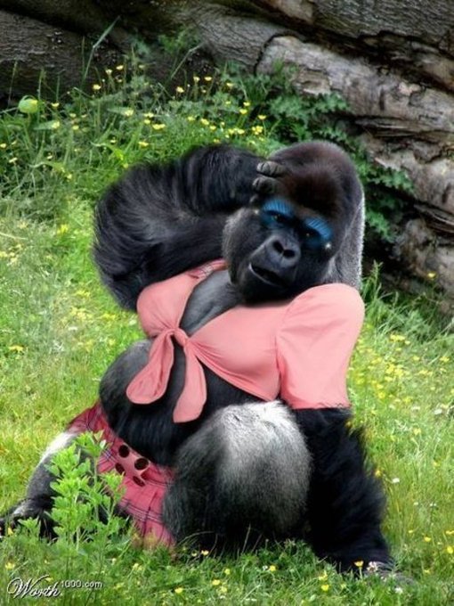 Ugly+Gorilla+Pics Funny Gorillas Pictures-Photos 2012 ~ Chinese, Actresses, Actors ...