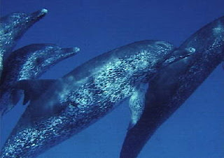 spotted dolphin wallpaper animal sea dolphins lumba-lumba