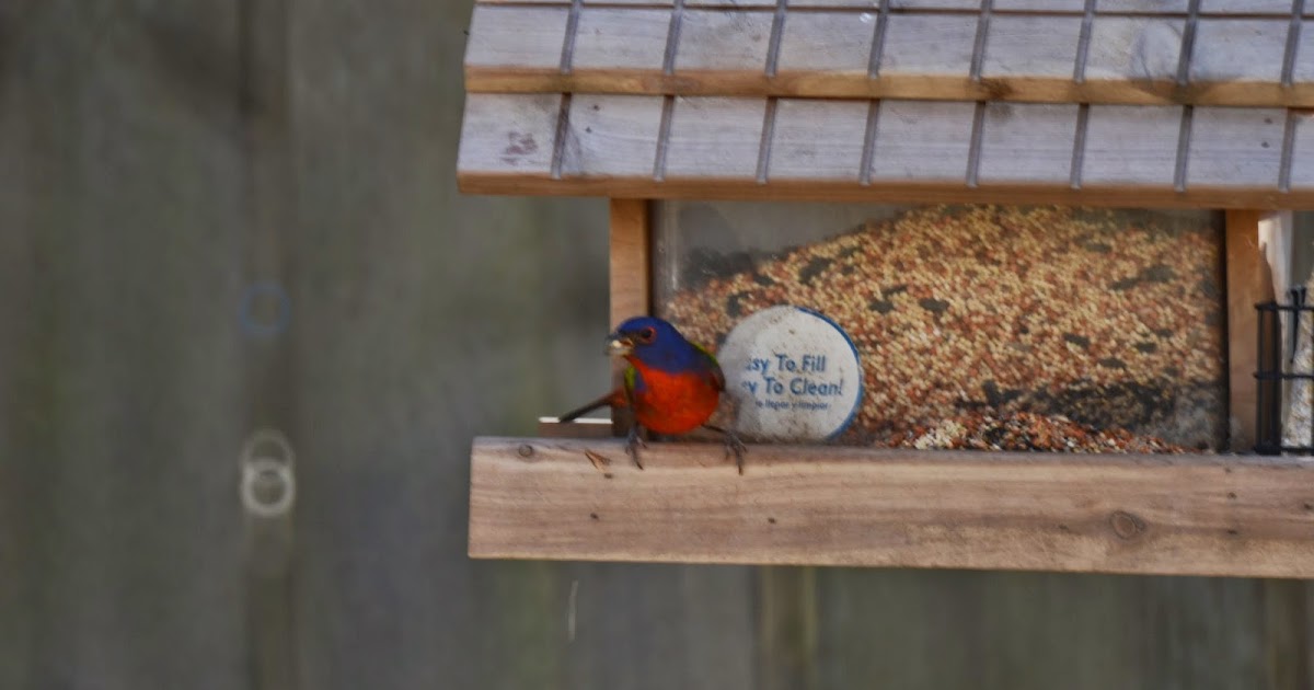 State Birding Painted Bunting, Newport, RI, March 2014