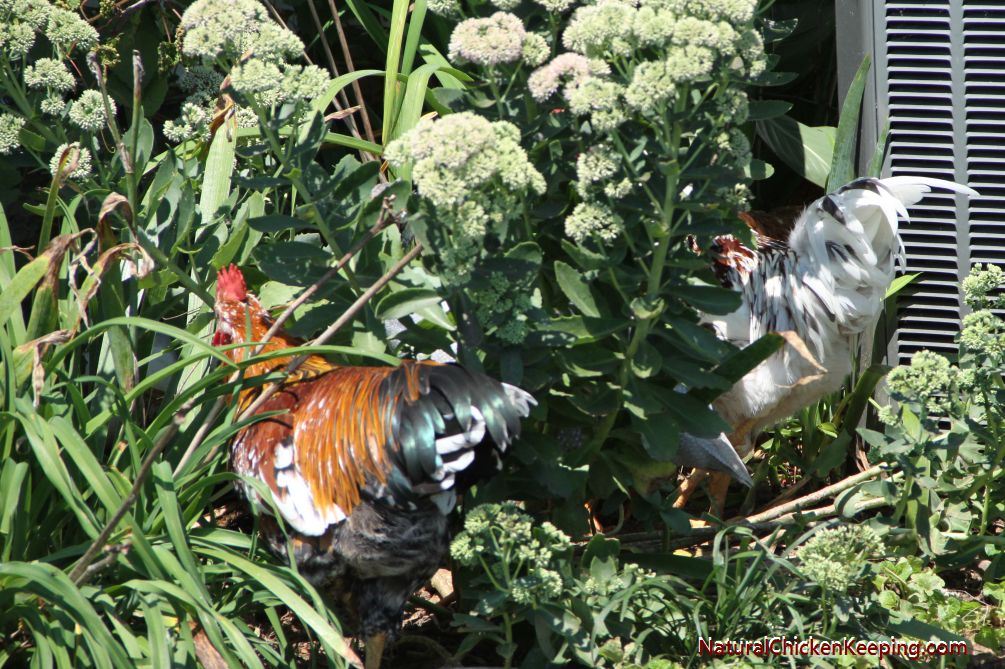 Natural Chicken Keeping How to Eat a Lizard