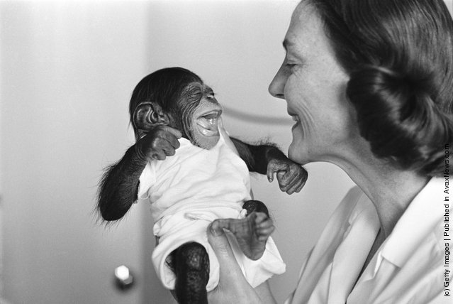 vintage 1971 chimpanzee monkey doctor kendrick universal vintage 1971 chimpanzee monkey doctor kendrick universal