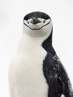 Foto Pinguin Lucu Foto Pinguin Lucu