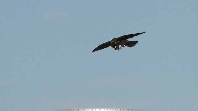 Boomvalk - Eurasian Hobby - Falco subbuteo Boomvalk - Eurasian Hobby - Falco subbuteo
