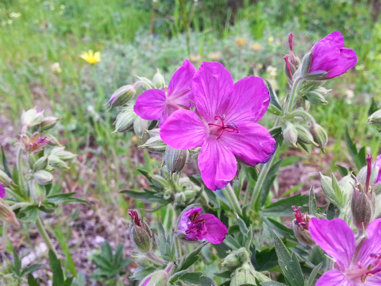 Dont Just See Glacier Must Do Things In Glacier National Park You Need To Experience - ius7f6c