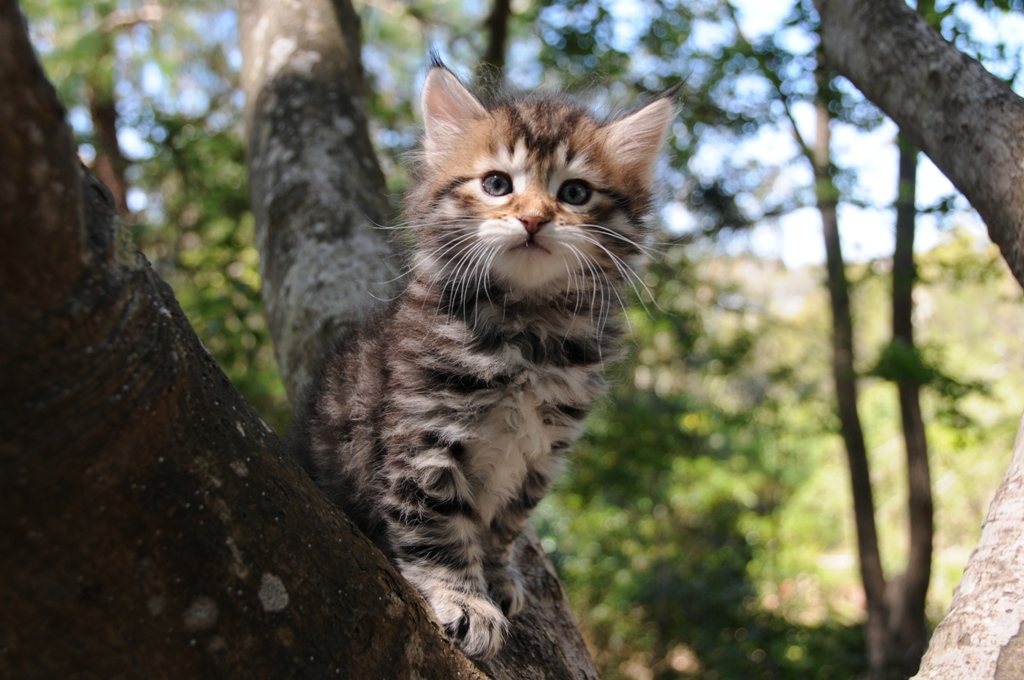 Snowgum Siberian Cats and Kittens October 2012