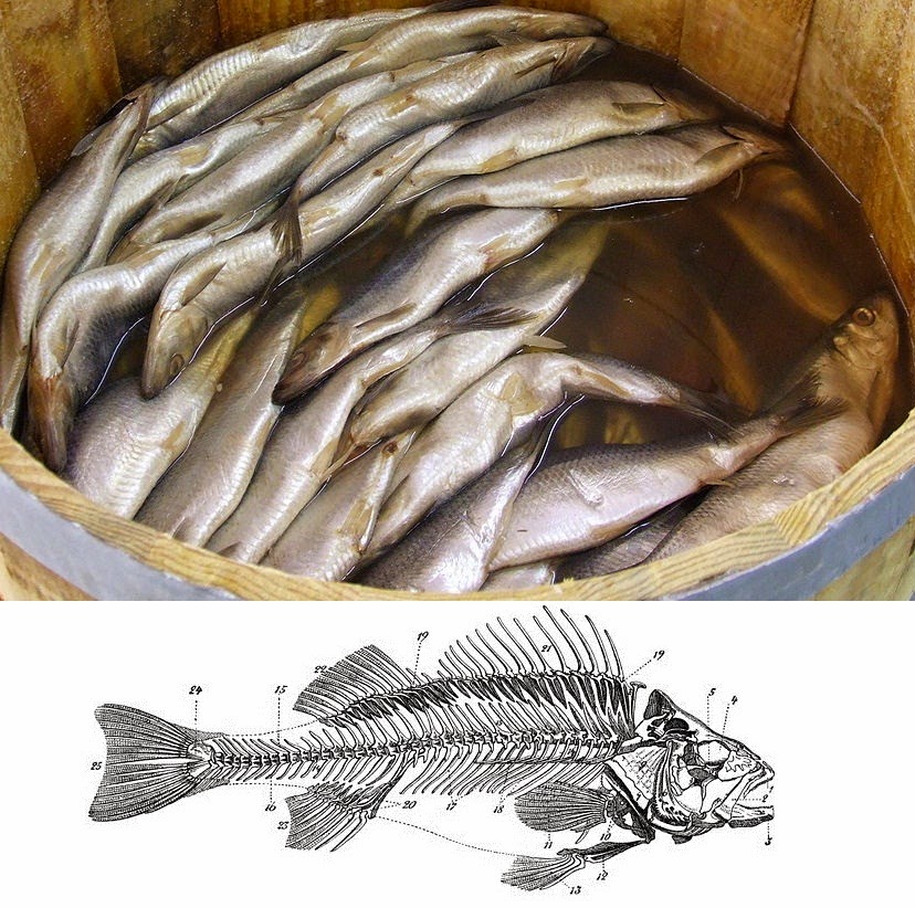 Food related medical terms Herringbone pattern