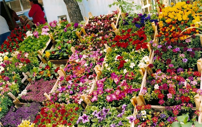 Bayındır çiçek festivali