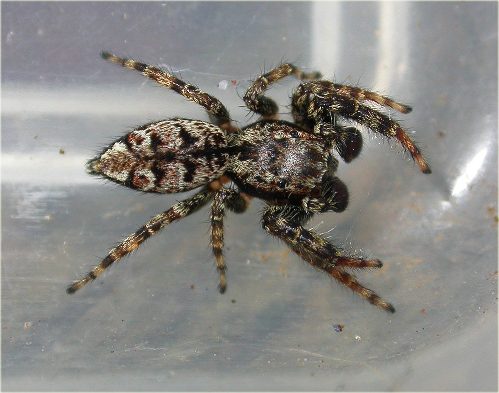 Arachnerds Fence Post Jumping Spider Marpissa Muscosa Arachnerds Fence Post Jumping Spider Marpissa Muscosa