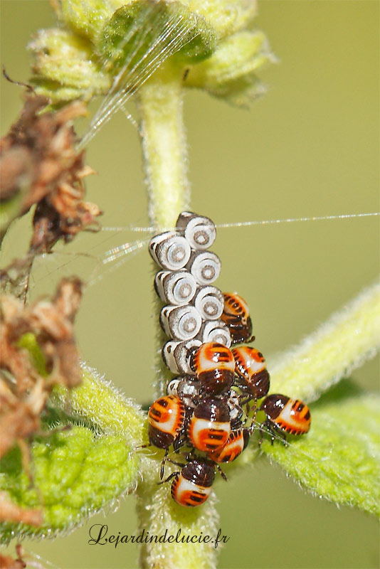 Naissance de punaises Eurydema ventralis, stades I et II.
