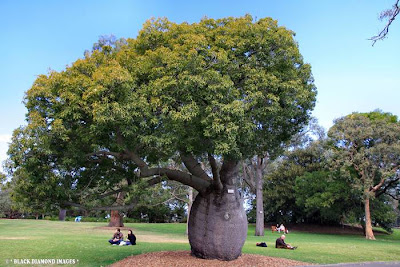 The Queensland Bottle Tree — Brachychiton Rupestris The Queensland Bottle Tree (Brachychiton rupestris) originally classified in the family Sterculiaceae, which is now within Malvaceae, is native of Queensland, Australia. Its grossly swollen trunk gives it a remarkable appearance and gives rise to the name. As a succulent, drought-deciduous tree, it is tolerant of a range of various soils, and temperatures.