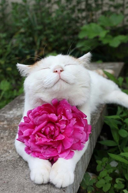 10 Of The Most Famous Cats On The Internet